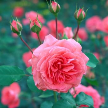 Paleta kolorystyczna dla typu urody Jasne Lato - różowa róża