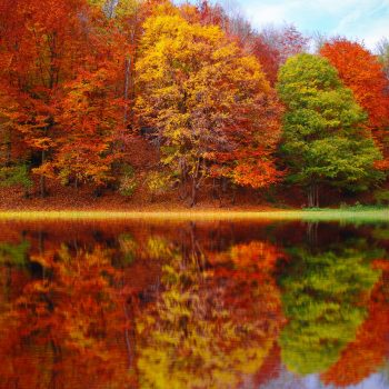 Paleta kolorystyczna dla typu urody Prawdziwa Jesień - drzewa nad jeziorem