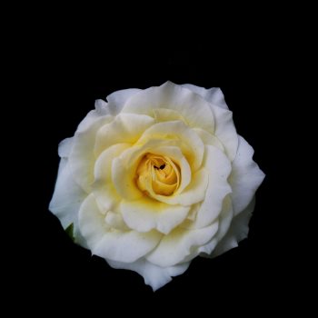 Paleta kolorystyczna dla typu urody Intensywna Zima - biała róża z żółtym środkiem na czarnym tle