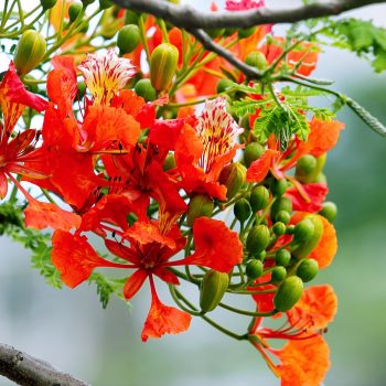 Paleta kolorystyczna dla typu urody Intensywna Wiosna - pomarańczowe kwiaty w kontraście z żywą zielenią pączków