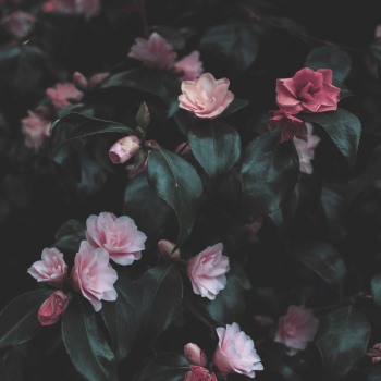 Paleta kolorystyczna dla typu urody Stonowane Lato - różowe kwiaty na tle ciemnozielonych liści